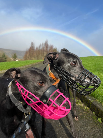Meet Bran & Birdy at the Belfast Dog Show 2026!
